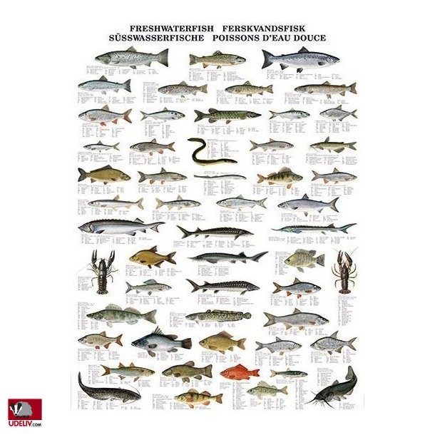 Plakat - Ferskvandsfisk - 70 x 100 cm