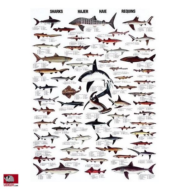Plakat - Hajer - 70 x 100 cm