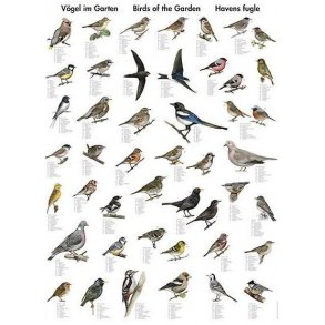 Plakat - Havens fugle - 70 x 100 cm