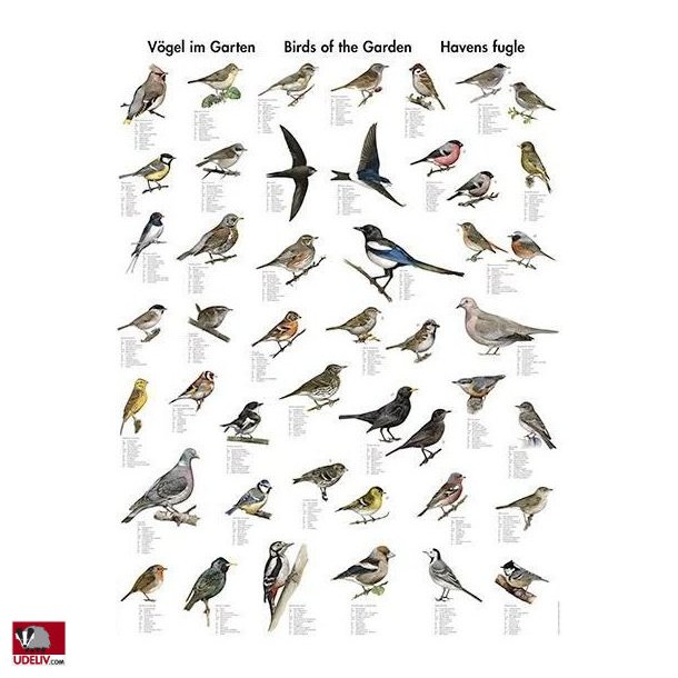 Plakat - Havens fugle - 70 x 100 cm