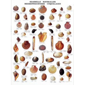 Plakat - Havskaller - 70 x 100 cm