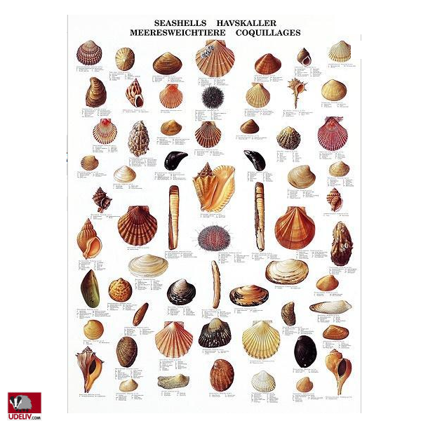 Plakat - Havskaller - 70 x 100 cm
