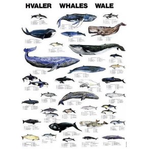 Plakat - Hvaler - 70 x 100 cm