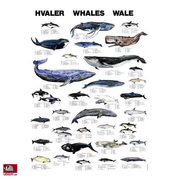 Plakat - Hvaler - 70 x 100 cm