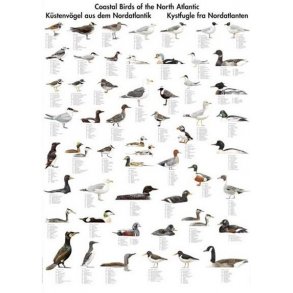 Plakat - Kystfugle - 70 x 100 cm
