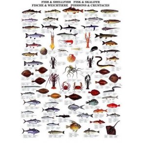 Plakat - Muslinger, krebsdyr og fisk - 70 x 100 cm