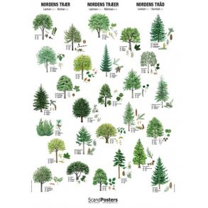 Plakat - Nordens Trer - 70 x 100 cm