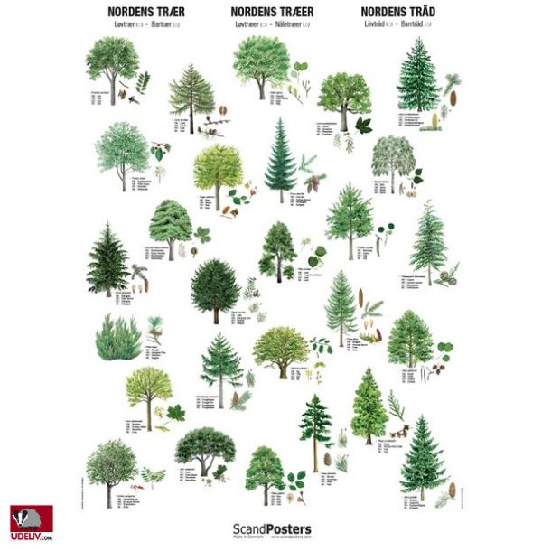 Plakat - Nordens Trer - 70 x 100 cm