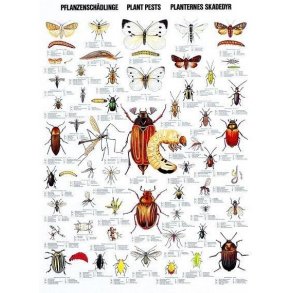 Plakat - Planternes skadedyr - 70 x 100 cm