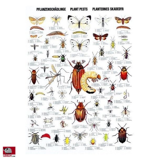 Plakat - Planternes skadedyr - 70 x 100 cm