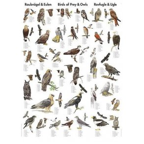 Plakat - Rovfugle og Ugler - 70 x 100 cm