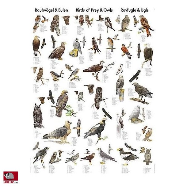 Plakat - Rovfugle og Ugler 70 x 100 cm - Naturplakater - Udeliv.com