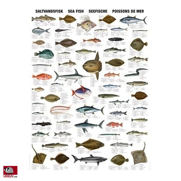 Plakat - Saltvandsfisk - 70 x 100 cm
