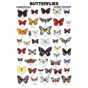 Plakat - Sommerfugle - 70 x 100 cm