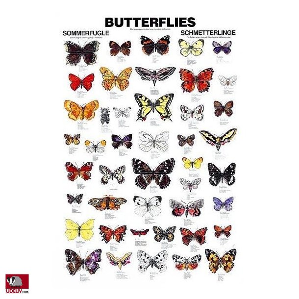 Plakat - Sommerfugle - 70 x 100 cm