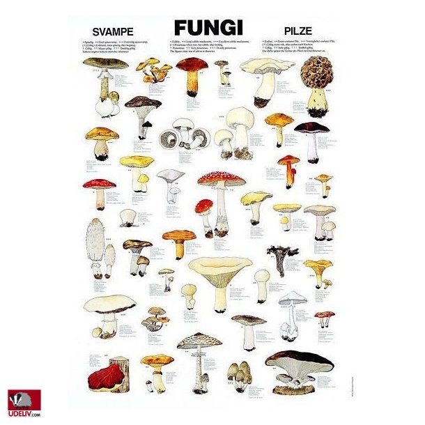 Plakat - Svampe - 70 x 100 cm