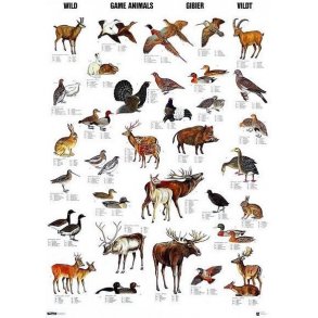 Plakat - Vildt - 70 x 100 cm