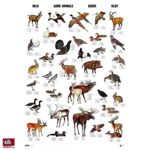Plakat - Vildt - 70 x 100 cm