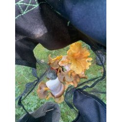 Svampest - Svampepose, svampekniv og svampebog