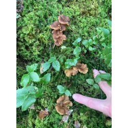 Svampest - Svampepose, svampekniv og svampebog